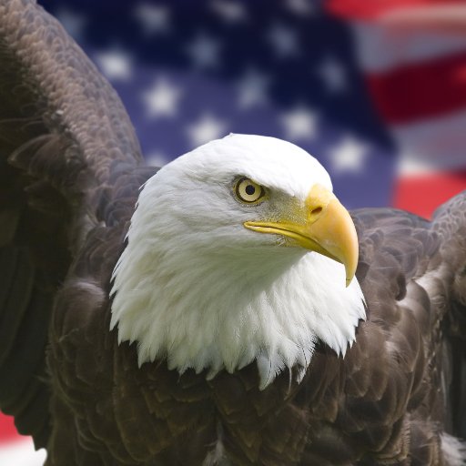 Happy 4th of July! from The Bolt Nation Directory